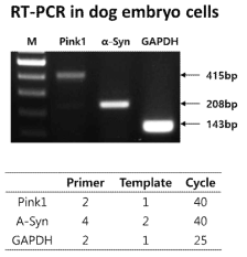 태아의심조직 계대배양 후 RT-PCR 결과