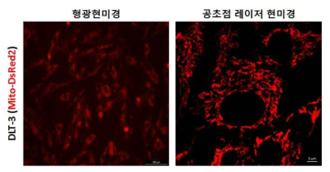 개 체세포주 (DLP3 세포)에 DsRed2-mito가 발현하는 렌티바이러스 도입·선별 후 형광 현미경 및 공초점 레이저 현미경을 이용하여 각 유전자의 발현 여부를 검증