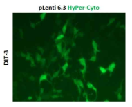 개 체세포주 (DLP3 세포)에 HyPer-Cyto가 발현하는 렌티바이러스 도입·선별 후 형광현미경을 이용하여 각 유전자의 발현 여부를 검증