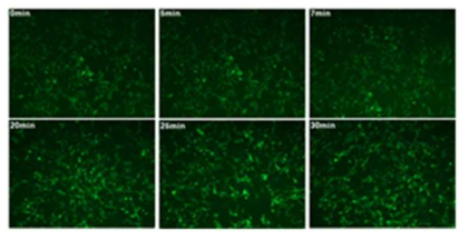 HyPer-cyto가 발현하는 신경세포에서 시간별 과산화수소 처리에 따른 HyPer-cyto 형광 변화 관찰