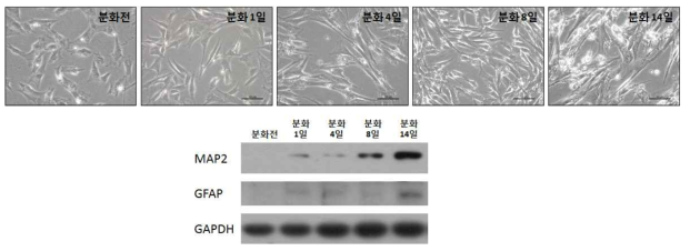 개 체세포(DLT-3)에서 신경세포 분화후 신경분화 마커들을 웨스턴을 통하여 확인