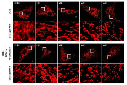 DsRed2-mito가 발현하는 개 체세포(DLT-3, DLT-3 PINK1+α-syn)에서 신경세포 분화 후 공초점 레이저 현미경을 통하여 미토콘드리아 모양변화를 확인