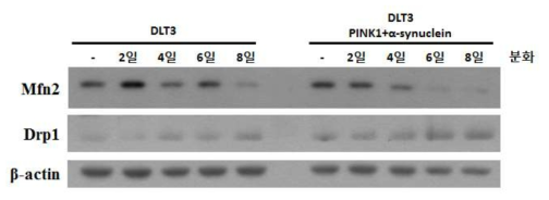 개 체세포(DLT-3, DLT-3 PINK1+α-syn)에서 신경세포 분화후 미토콘드리아 역동성 관련 마커들을 Western blot을 통하여 확인