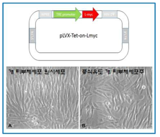 DLT-3 증식 유도 유전자 도입