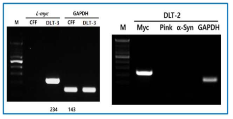 DLT-2와 DLT-3에서 L-myc 발현