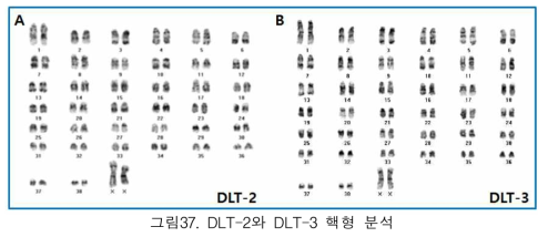 DLT-2와 DLT-3 핵형 분석