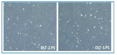 DLT-2.PS, DLT-3.PS 세포 형태