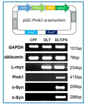 DLT-3.PS에서 gDNA를 이용한 파킨슨 복합 유전자 발현 검증
