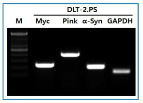 DLT-2.PS에서 total RNA를 이용한 파킨슨 복합 유전자 발현 검증
