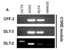 개 체세포주에서 CORE 모듈 발현