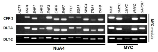 개 체세포주에서 MYC 모듈 발현