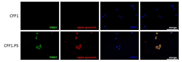 CFF1,CFF1.PS섬유아세포에서 PINK1 및α-synuclein 단백질 발현을 면역형광염색법으로 분석