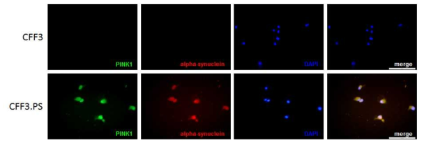 CFF3, CFF3.PS 섬유아세포에서 PINK1 및 α-synuclein 단백질 발현을 면역형광염색법으로 분석