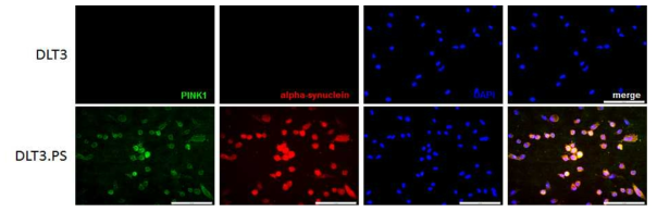 DLT3, DLT3.PS 체세포주에서 PINK1 및α-synuclein 단백질 발현을 면역형광염색법으로 분석