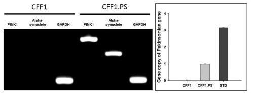 파킨슨 복합 유전자 도입 CFF1.PS 섬유아세포에서 파킨슨 유전자 발현 및 도입 gene copy 분석