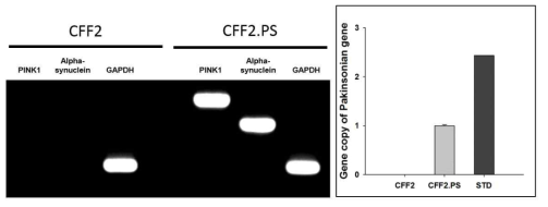 파킨슨 복합 유전자 도입 CFF2.PS 섬유아세포에서 파킨슨 유전자 발현 및 도입 gene copy 분석