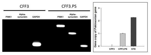 파킨슨 복합 유전자 도입 CFF3.PS 섬유아세포에서 파킨슨 유전자 발현 및 도입 gene copy 분석