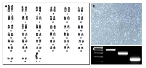 파킨슨 복합 유전자 도입 수컷 성견 섬유아세포 #1 특성 분석. (A) karyotypeing 분석 (B) 세포 형태. (C) 파킨슨 복합 유전자 발현 RT-PCR 분석. [Lane 1 : size 마커, Lane 2 : PINK1 (415bp), Lane 3 : α-Synulein (208bp), Lane 4 : GAPDH (143bp)]