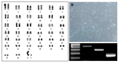 파킨슨 복합 유전자 도입 수컷 성견 섬유아세포 #3 특성 분석. (A) karyotypeing 분석 (B) 세포 형태. (C) 파킨슨 복합 유전자 발현 RT-PCR 분석. [Lane 1 : size 마커, Lane 2 : PINK1 (415bp), Lane 3 : α-Synulein (208bp), Lane 4 : GAPDH (143bp)]