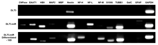직접교차 방법으로 신경분화한 세포의 분화 마커 발현 분석. 증식유도 개 체세포주인 DLT3는 각 신경분화 마커를 거의 발현하지 않는 반면에, 마이크로 RNA를 도입시킨 DLT3.miR 체세포주는 많은 미성숙 신경분화마커를 발현하고 있고 10일동안 신경분화 배양 하였을 때, 성숙 신경분화마커들도 발현