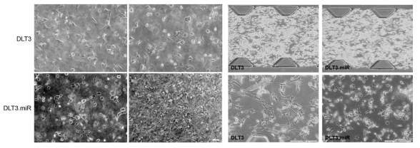 DLT3.miR 세포의 3차원 배양을 이용한 신경세포 분화