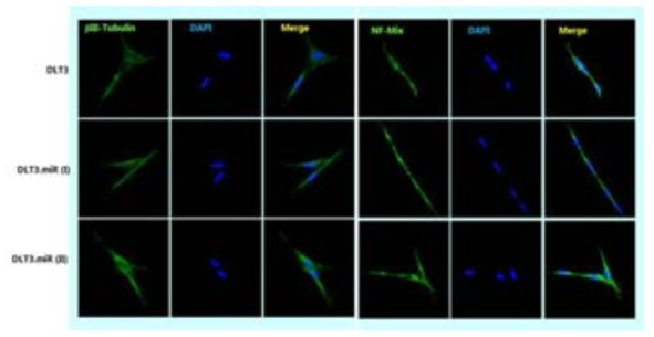 DLT3, DLT3.miR세포에서 βIII-Tubulin 및 NF-mix 단백질 발현을 면역형광염색법으로 분석