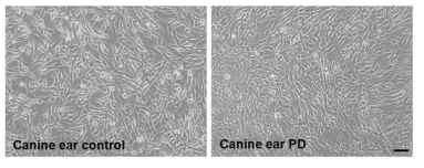 대조군 및 파킨슨 체세포 복제견으로 부터 분리한 배양 중인 귀 섬유아세포