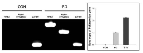 파킨슨 탑재 복제견 섬유아세포에서 파킨슨 유전자 발현 및 도입 gene copy 분석