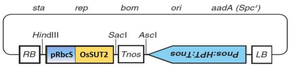 RbcS promoter를 사용한 OsSUT2 과발현 벡터