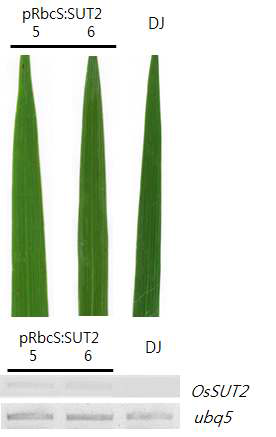 OsSUT2 과발현식물체(약한 발현 증가)의 생산성 증대 표현형