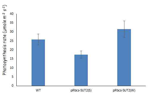 WT, OsSUT2 과발현식물체 (강한 증가), OsSUT2 과발현식물체 (약한 증가)의 광합성 활성 비교