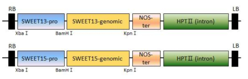SWEET13, 15 유전자의 genomic clone을 사용한 과발현 벡터