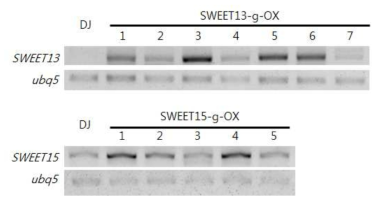 SWEET13, 15의 genomic clone 과발현체 확인