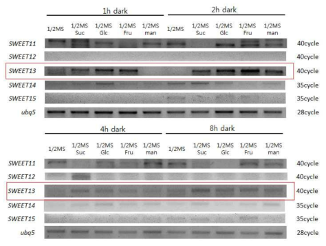 당처리에 의한 OsSWEET 유전자군의 발현 변화