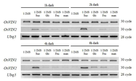 잎에서 OsVIN2 유전자의 sucrose 특이적인 발현증가 확인