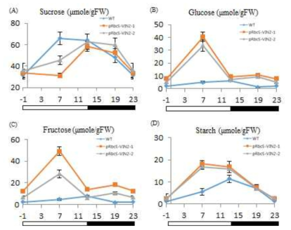 pRbcS-OsVIN2 형질전환체의 시간대별 광합성산물 변화 확인