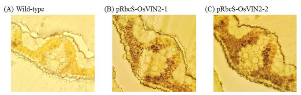 pRbcS-OsVIN2 형질전환체의 잎에서 전분 염색 확인