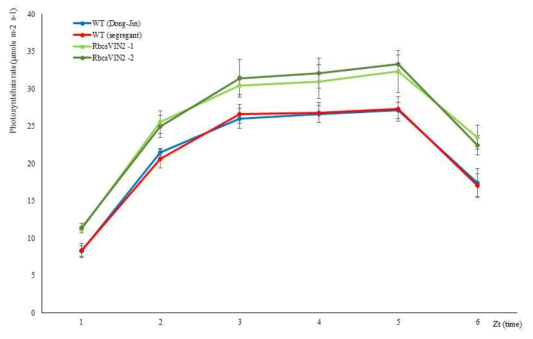 pRbcS-OsVIN2 과발현 식물체의 광합성 증가 (시간대별)