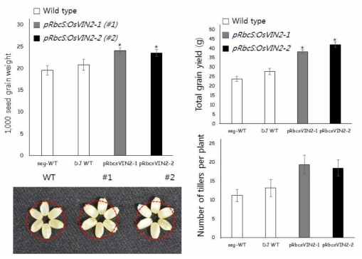 pRbcS-OsVIN2 형질전환체의 생산성 증가 확인