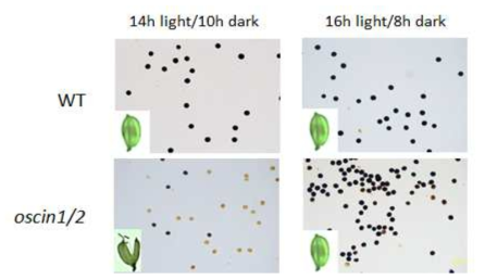 일장시간 변화에 따른 OsCIN1/2 이중돌연변이체의 전분축적 변화