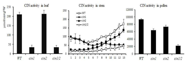 OsCIN1,2의 단일/이중 돌연변이체의 조직별 CIN activity 측정