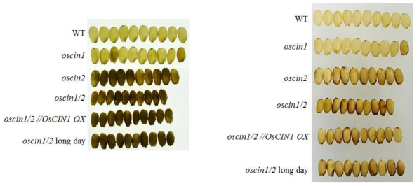 OsCIN 이중돌연변이의 종자표현형