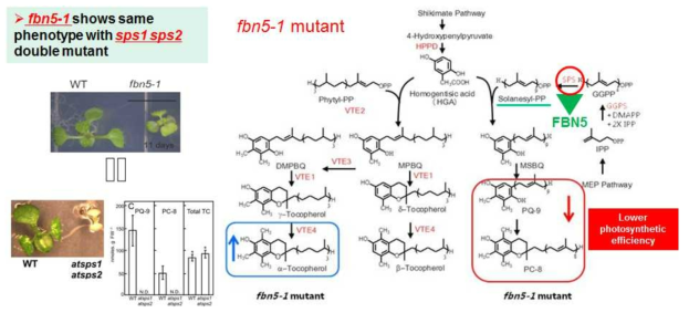 Fibrillin5 (FBN5) 단백질이 SPS 효소와 복합체를 형성하여 PQ-9의 꼬리 구조인 solanesyl-PP를 합성하는 SPS 효소 활성 최적화에 관여함을 발견함