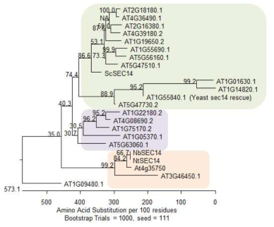 애기장대 20개의 SEC14 유전자군의 연관 분석