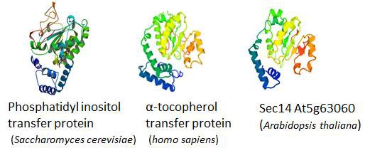애기장대 SEC14(오른쪽)과 상동성이 있는 다른 단백질들의 3차 구조 비교