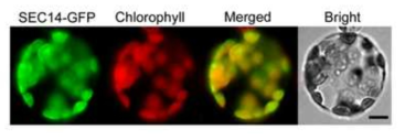 애기장대 SEC14 단백질의 subcellular localization 조사