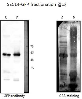 SEC14-GFP를 과발현시킨 애기장대 원형질체의 soluble과 pellet 부분에서 SEC14-GFP에 대한 Immunoblot assay와 SDS-PAGE