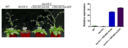 sec14 애기장대의 complementation과 sec14 유전자의 발현 양
