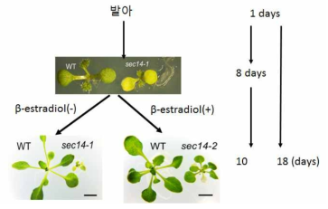 sec14-1 식물체의 RNAseq 분석 모식도