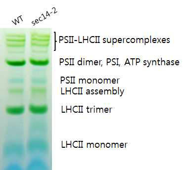 WT와 sec14-2의 틸라코이드막 단백질 컴플렉스들의 분석
